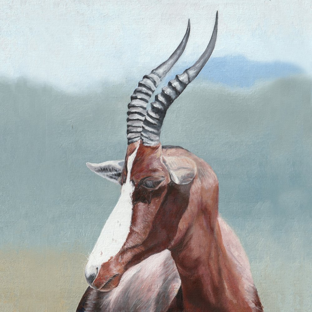 Majestic Blesbok Portrait by Viccy Wanliss