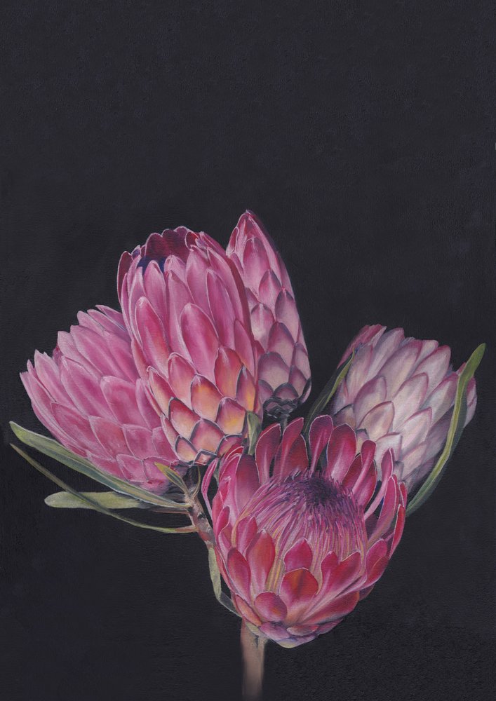 Protea Medley by Viccy Wanliss