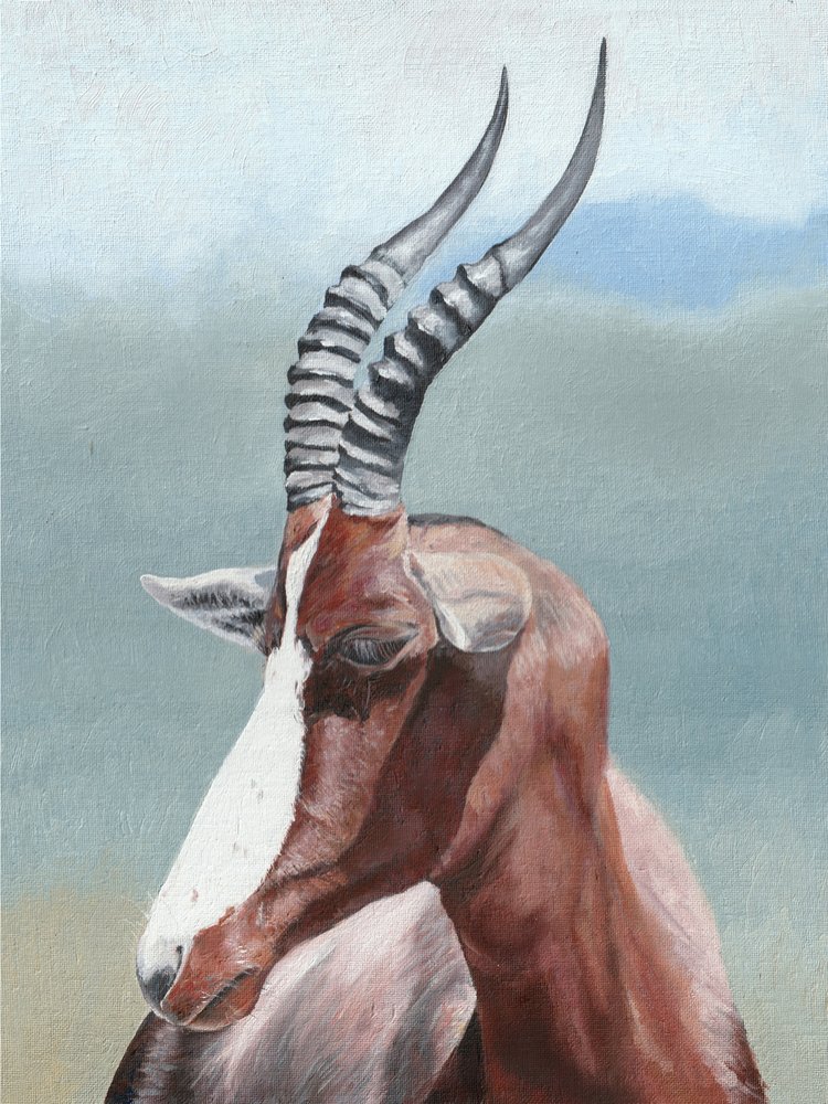 Serene Blesbok Portrait by Viccy Wanliss