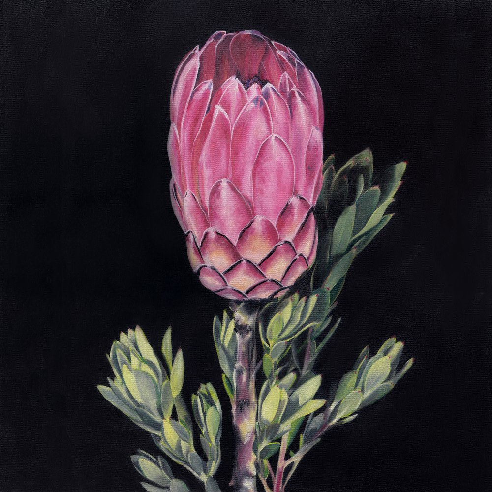 Striking Pink Protea by Viccy Wanliss