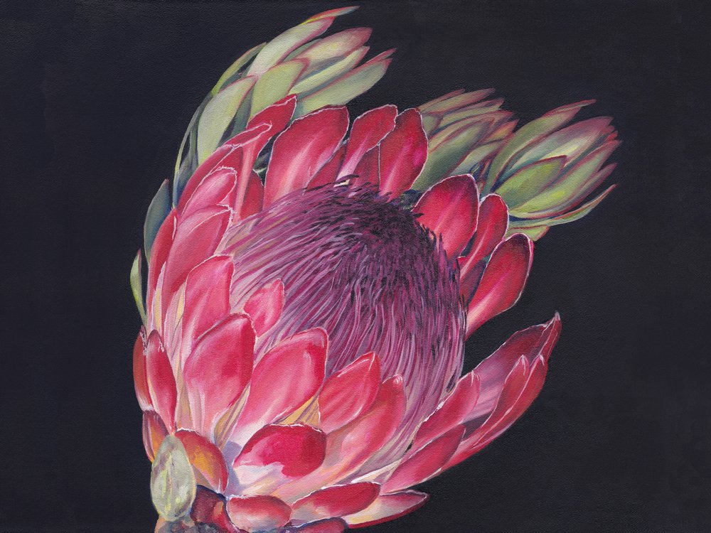 Vibrant King Protea by Viccy Wanliss