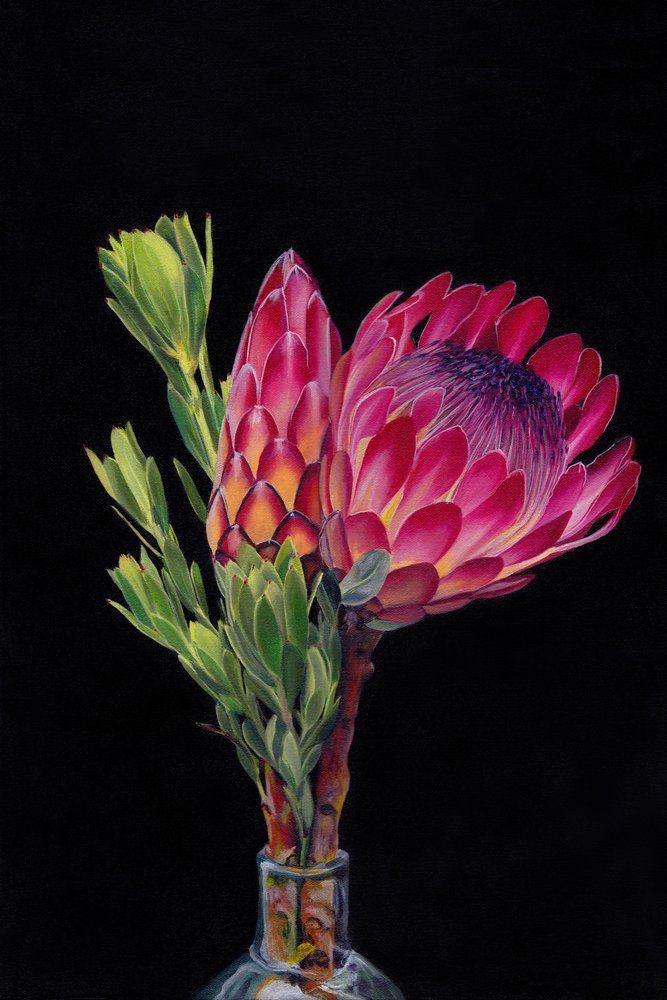 Vibrant Pink Proteas by Viccy Wanliss