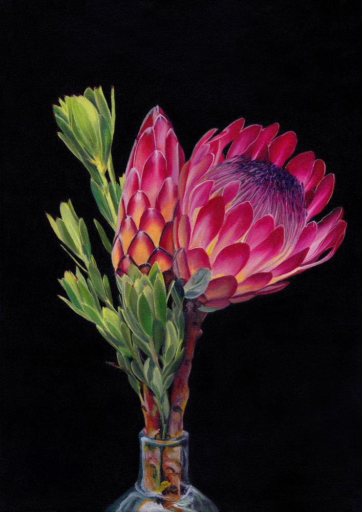 Vibrant Protea Bloom by Viccy Wanliss