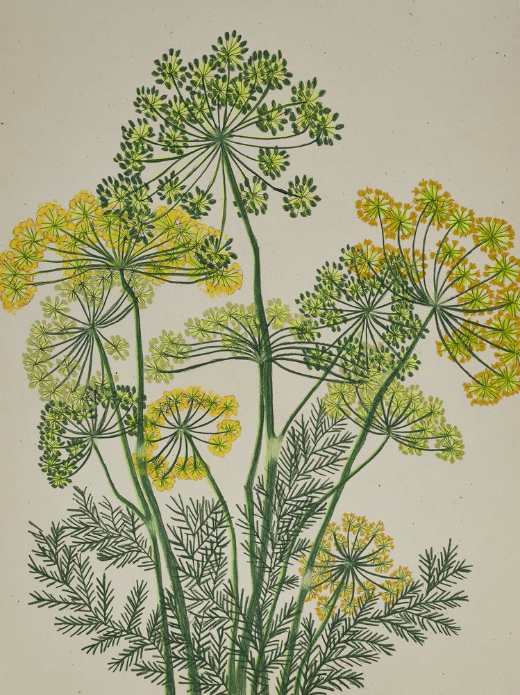 Fresh Yellow Dill by Viktoriia Saunina