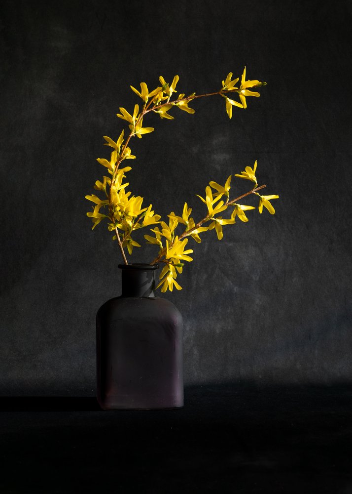 Yellow Forsythia Vase by Wendy Xu