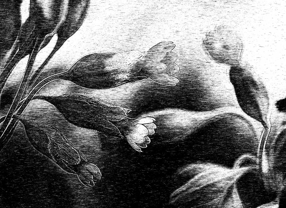 Delicate Floral Drawing by Ylva Sjögren