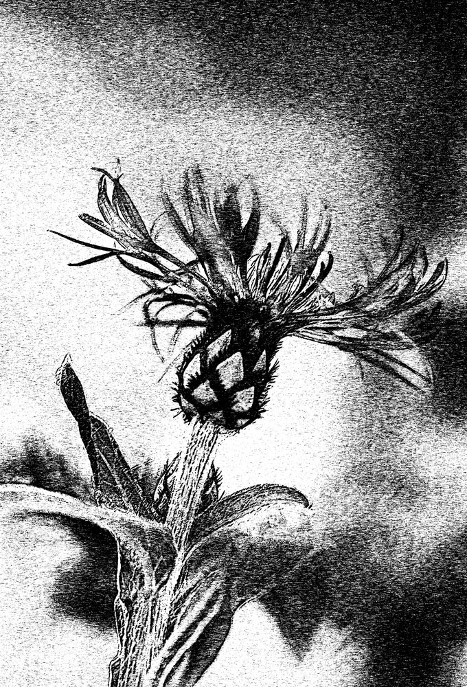 Delicate Flower Sketch by Ylva Sjögren