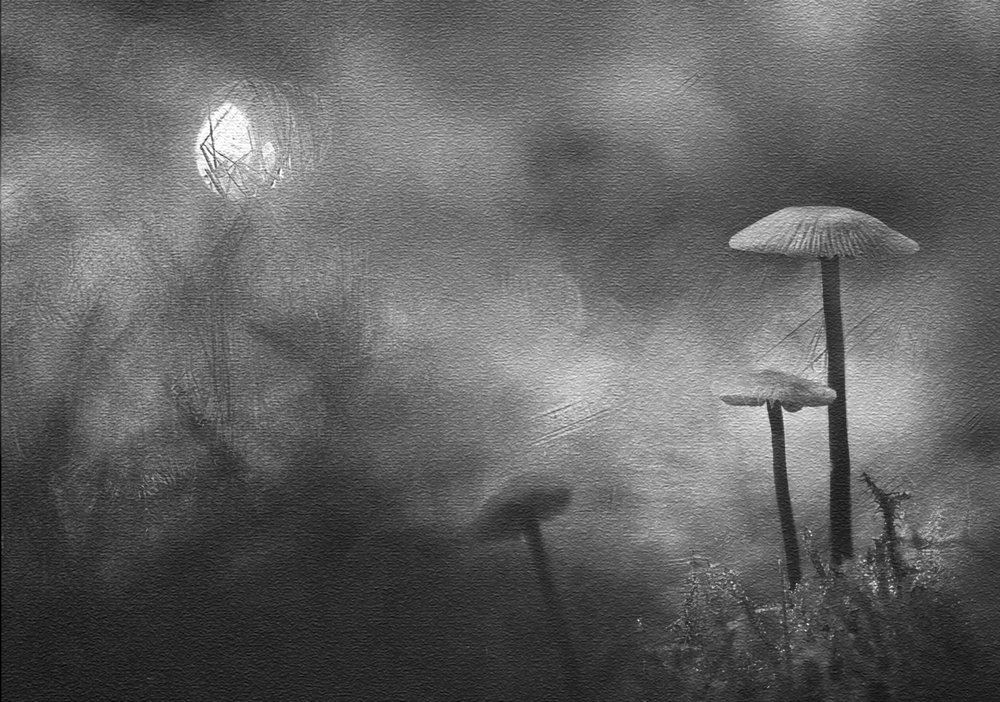 Misty Forest Mushrooms by Ylva Sjögren