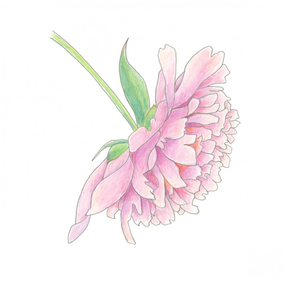 Delicate Pink Peony by Yvonne Gustafsson