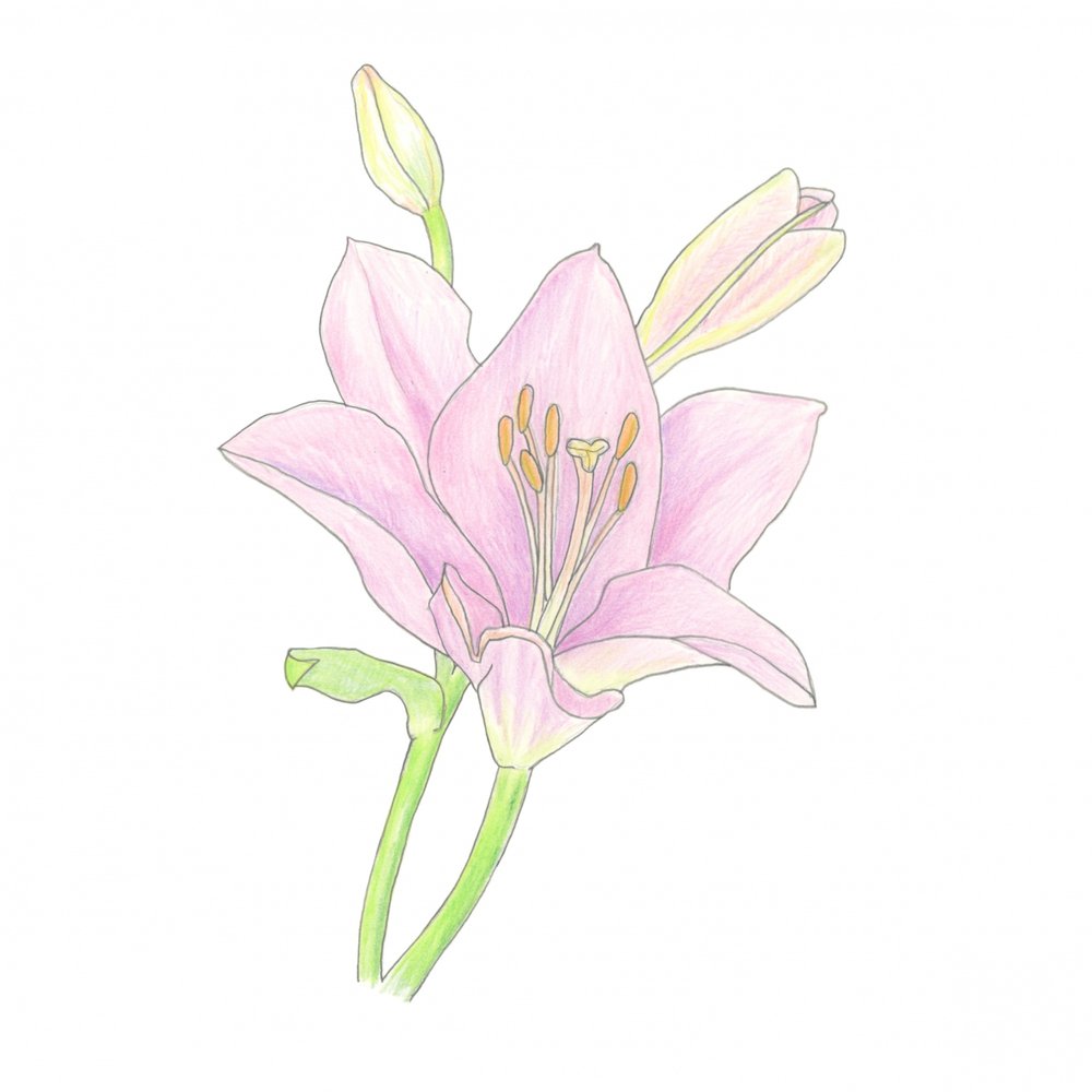 Pink Lily Bloom by Yvonne Gustafsson