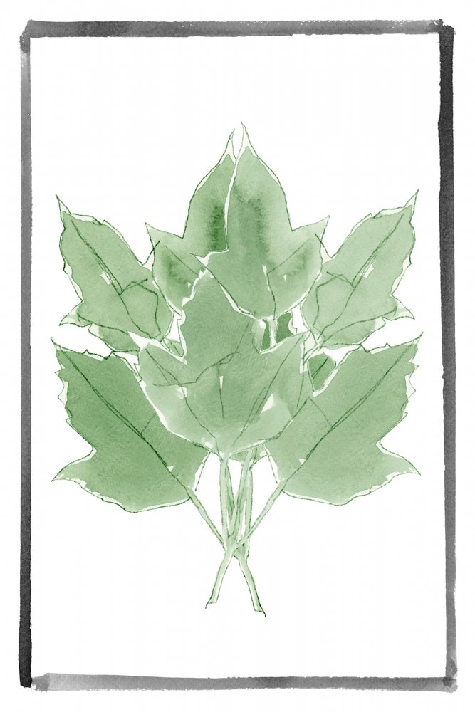 Fresh Green Leaves by cartissi