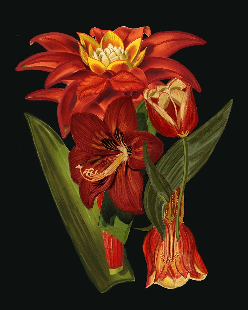 Elegant Botanical Blooms by giovanna nicolo
