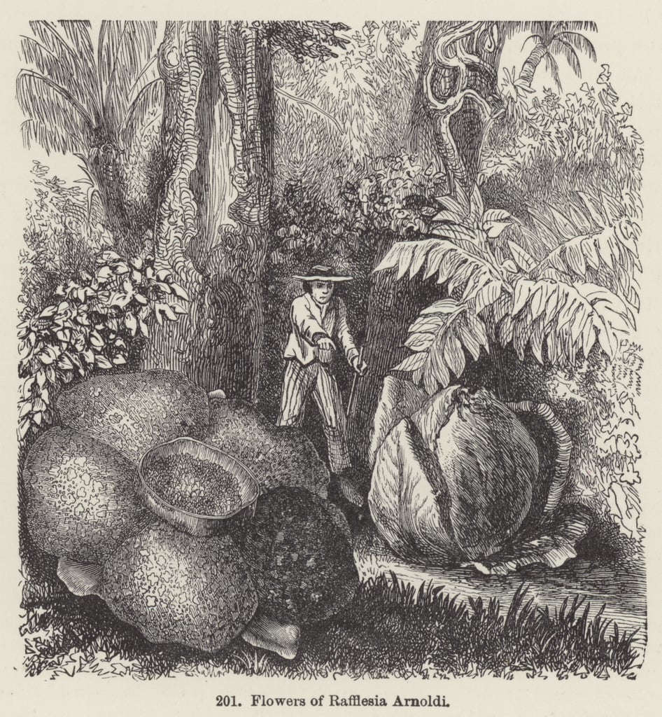 Flowers of Rafflesia Arnoldi (engraving) by European School
