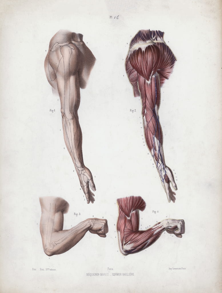 Illustration for The Anatomy of the External Forms of Man: Male arm and  hands (colour litho)