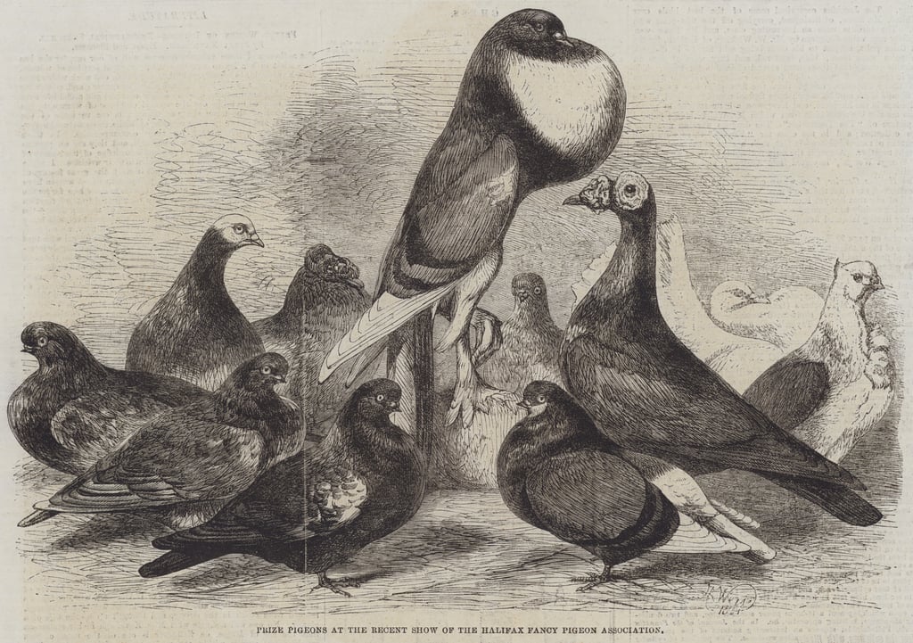 Prize Pigeons at the Recent Show of the Halifax Fancy Pigeon Association