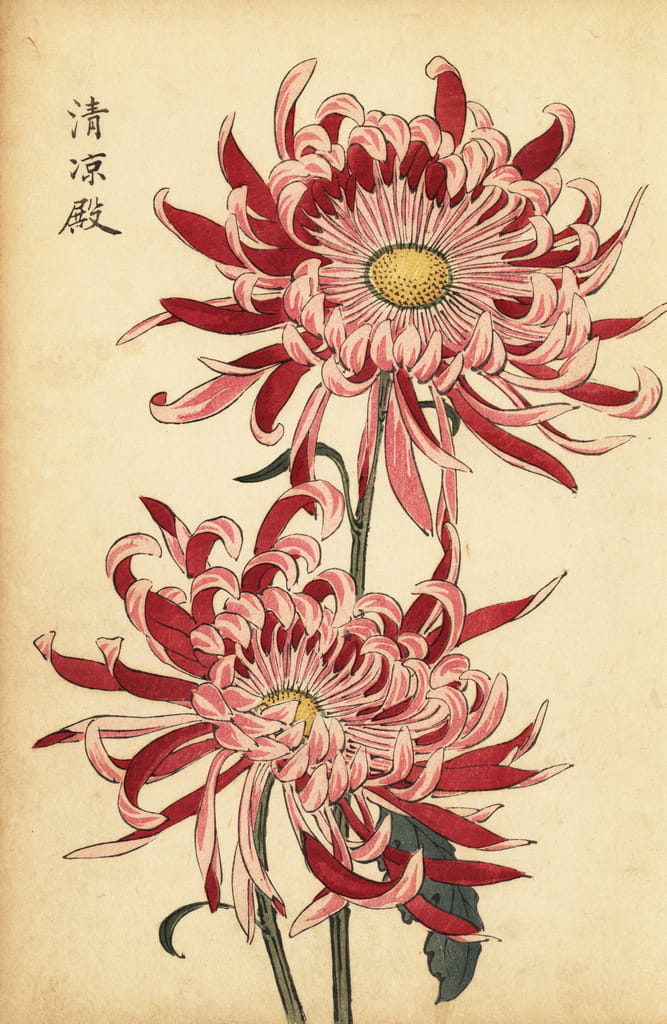 Spider chrysanthemum store