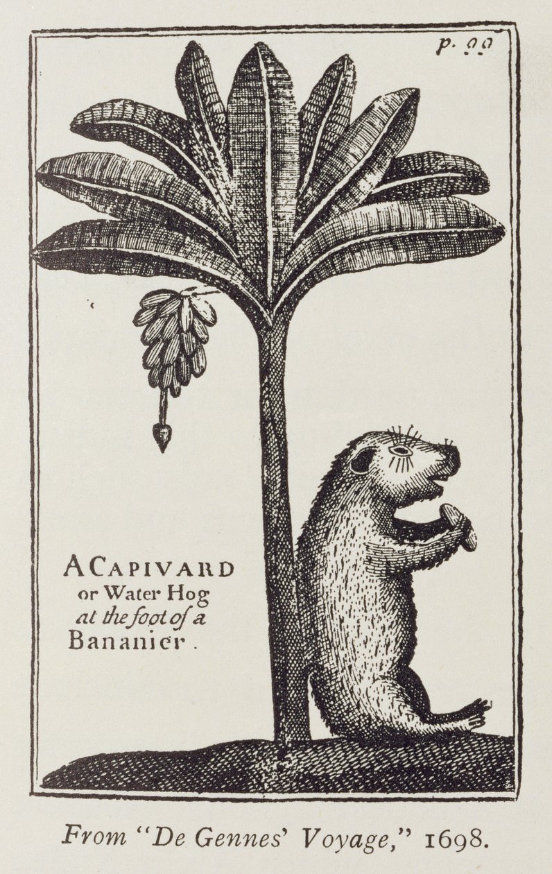 A Capivard or Water Hog at the Foot of a Bananier, from de Gennes