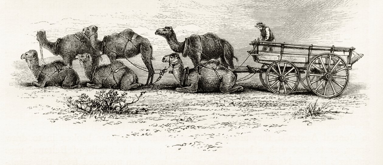 Camels used for transporting materials across the desert in Australia, c.1880, from 