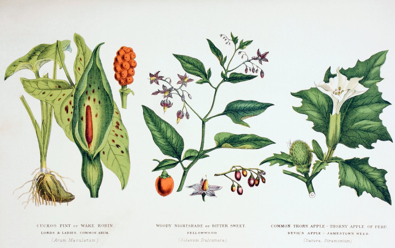 Common Poisonous Plants by English School