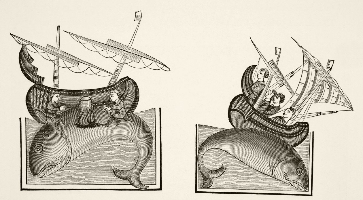 Navigators mistake a whale