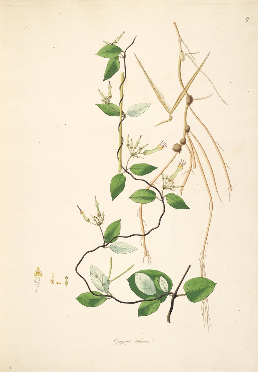 Illustration of Ceropegia tuberosa (= Ceropegia candelabrum subsp. tuberosa), Apocynaceae, Asclepiadoideae by anonymus