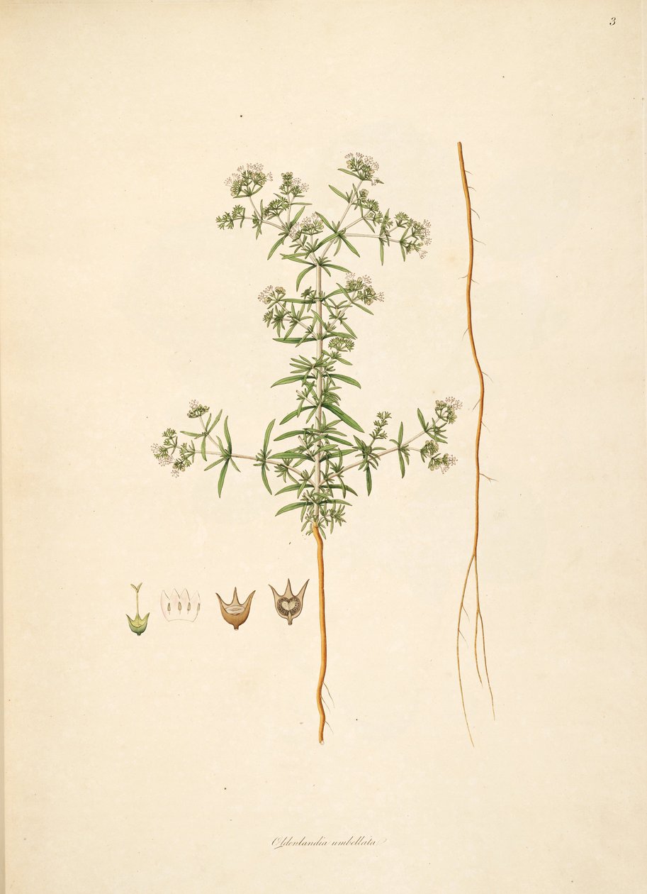 Illustration of Oldenlandia umbellata, Rubiaceae by anonymus