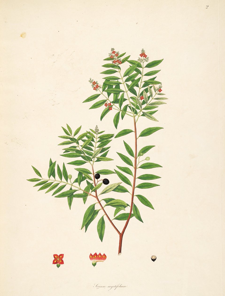 Illustration of Sirium myrtifolium (= Santalum album), Santalaceae by anonymus