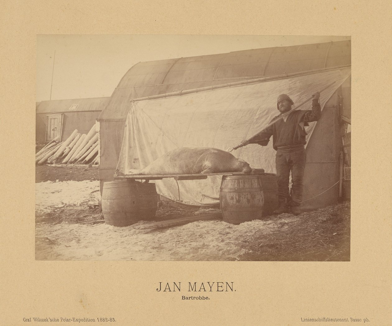 Jan Mayen, Bearded Seal by (Linienschiffs Lieutenant) Richard Basso