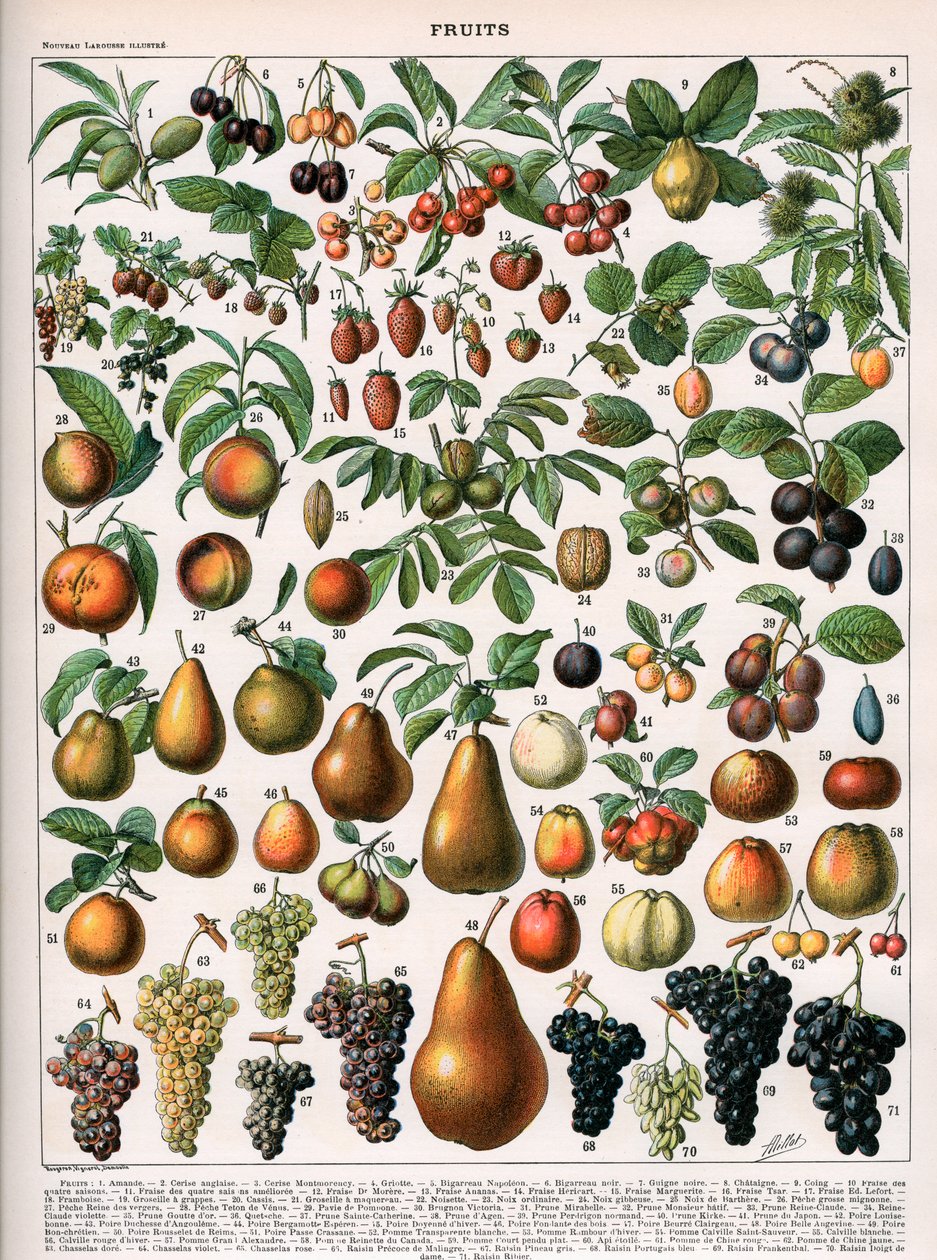 Illustration of Fruit Varieties, c.1905-10 by (after) Alillot