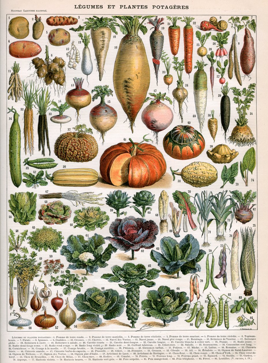 Illustration of Vegetable Varieties, c.1905-10 by (after) Alillot