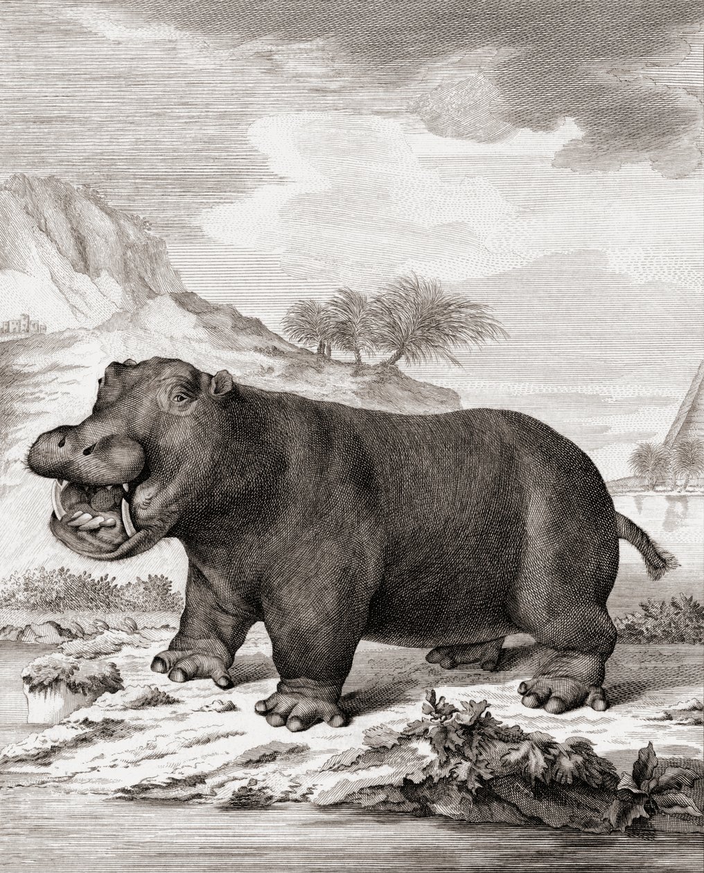 A hippopotamus (Hippopotamus amphibius) by (after) Dutch School