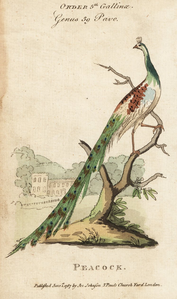Indian peafowl or peacock by (after) English School