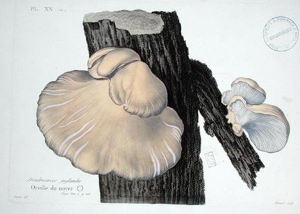 Dendrosarcos juglandis, plate 20 from 