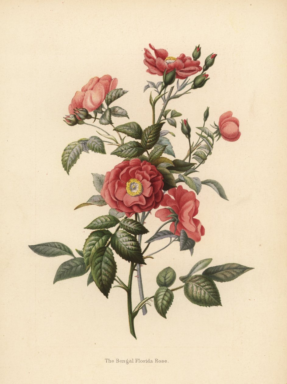 Bengal Florida Rose, Rosa Chinensis by Unknown