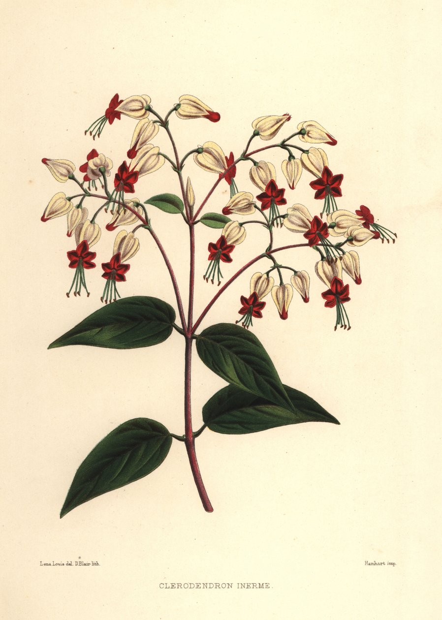 Bleeding glory-bower or beauty bush, Clerodendrum thomsoniae (Clerodendron inerme, Clerodendron thomsones) by Unknown