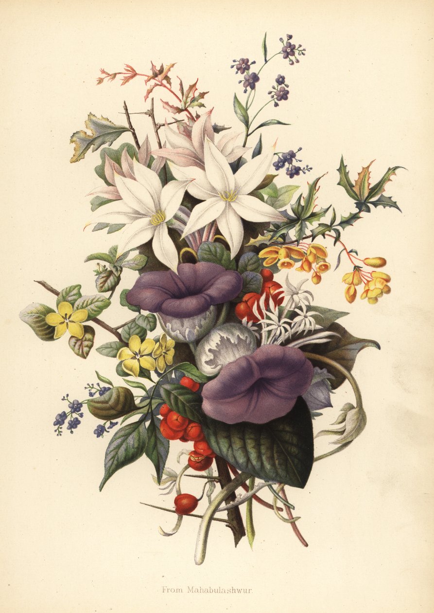 Flowers from Mahabaleshwar by Unknown