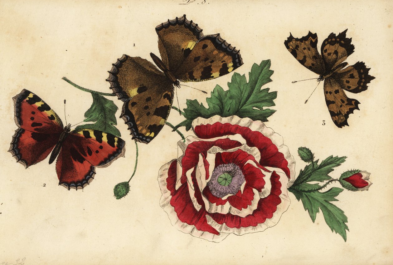 Large Tortoiseshell, Small Tortoiseshell, and Comma Butterfly, with Poppy by Unknown