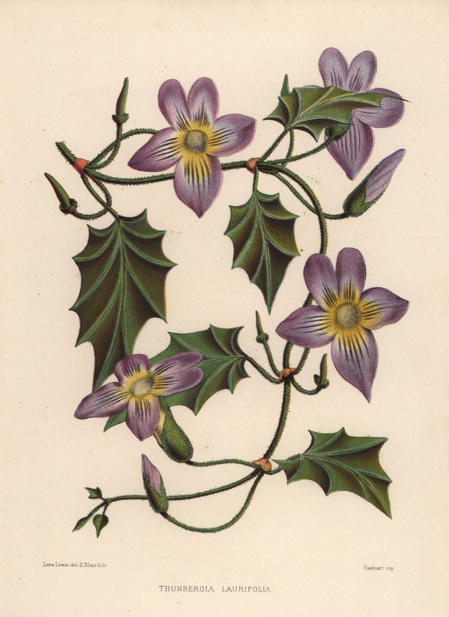 Laurel Clockvine or Blue Trumpet Vine, Thunbergia Laurifolia by Unknown