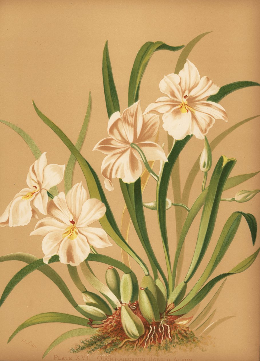Pansy Orchid, Miltoniopsis Roezlii by Unknown