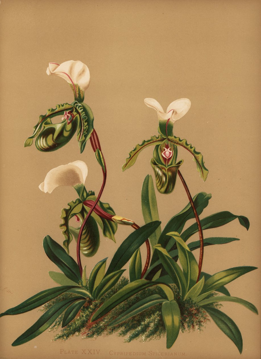 Paphiopedilum Spicerianum Orchid by Unknown