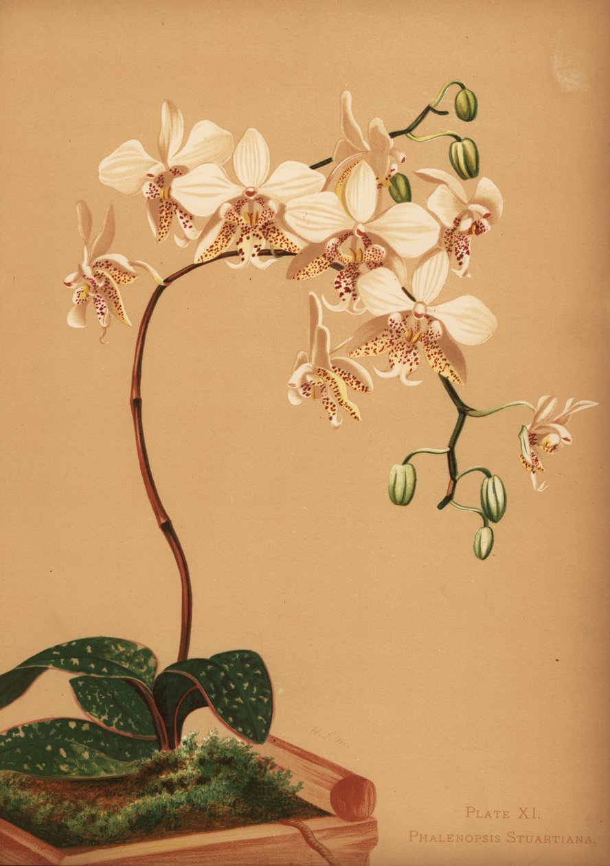 Phalaenopsis Stuartiana Orchid by Unknown