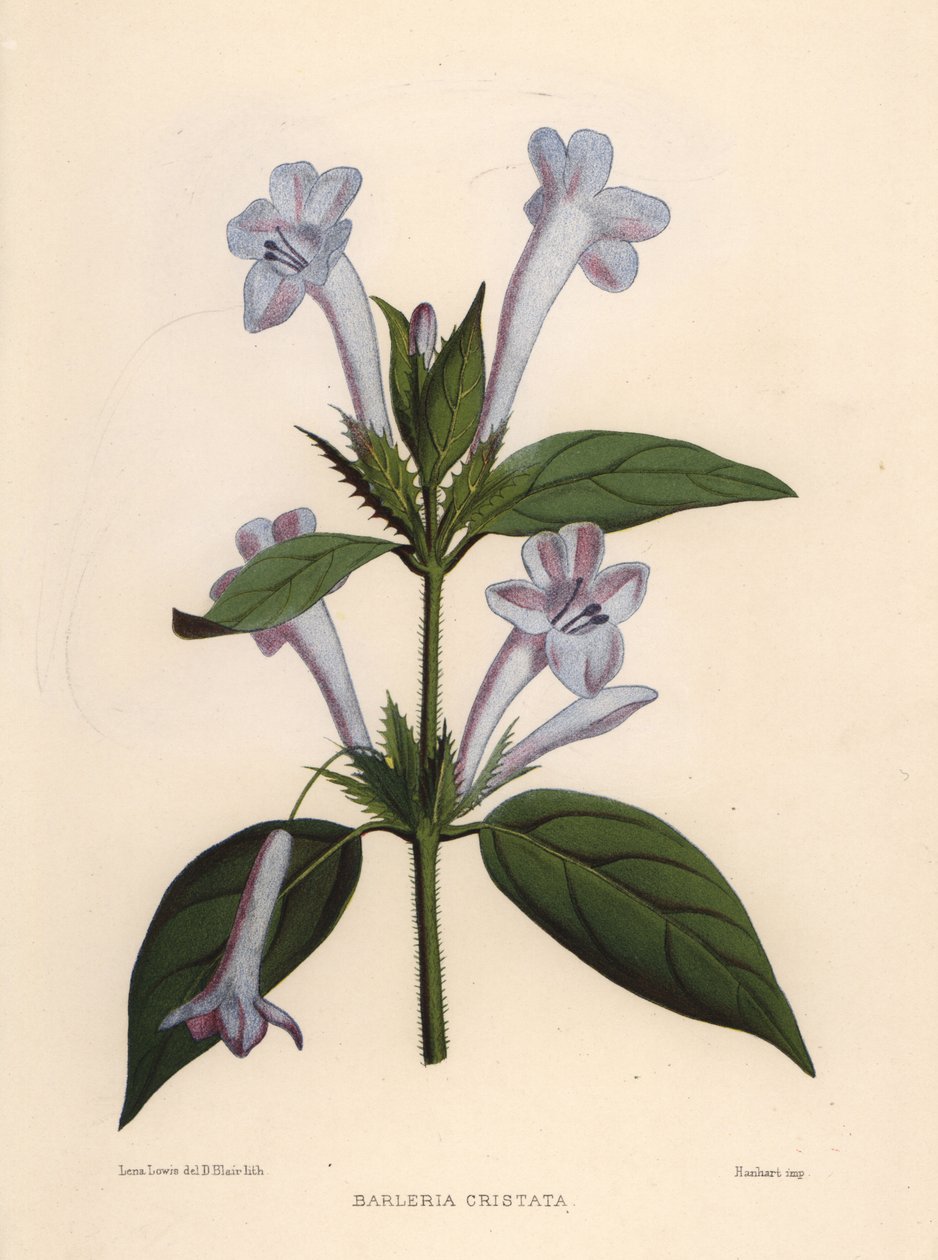 Philippine Violet, Bluebell Barleria or Crested Philippine Violet, Barleria Cristata by Unknown