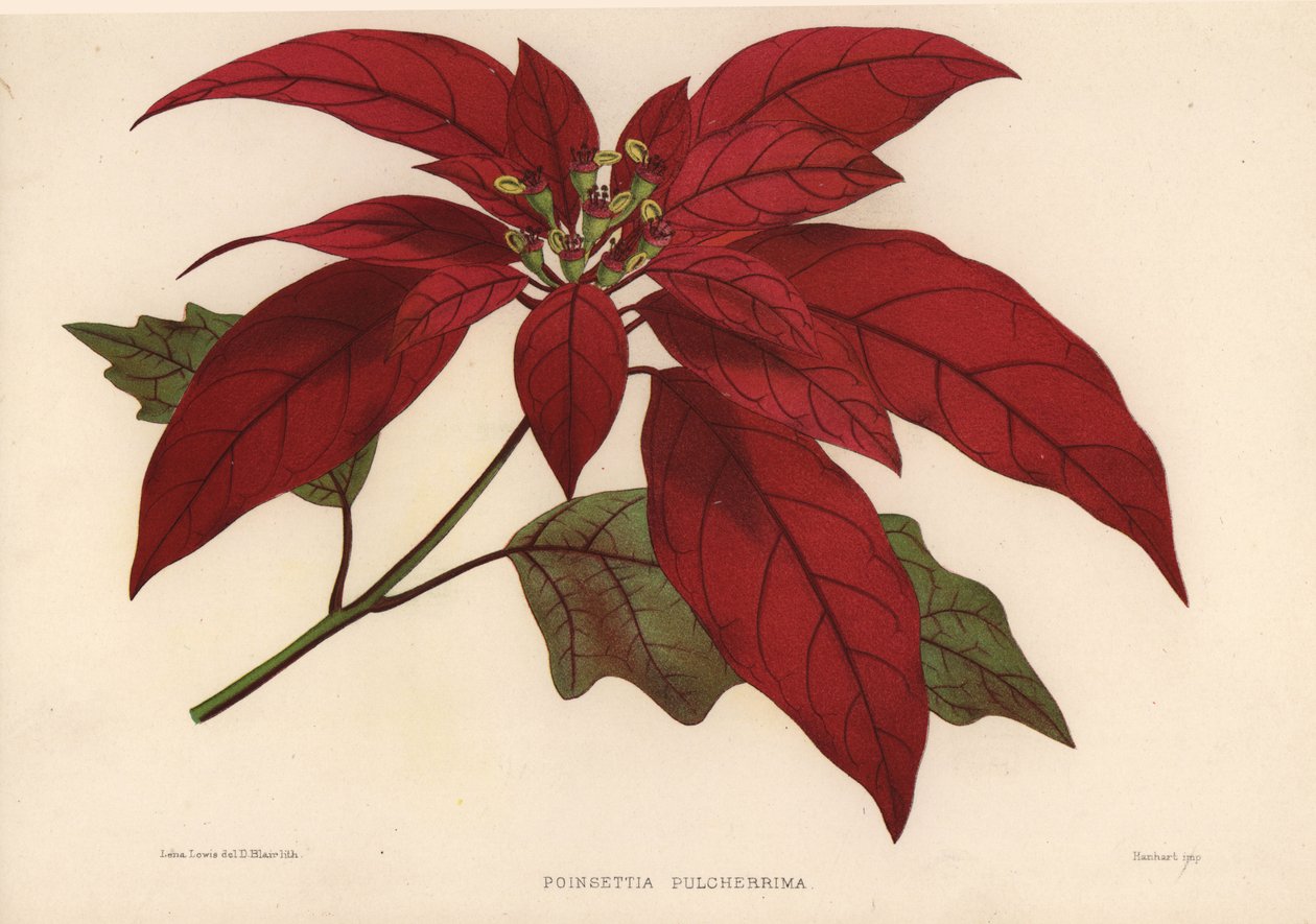 Poinsettia, Euphorbia Pulcherrima by Unknown
