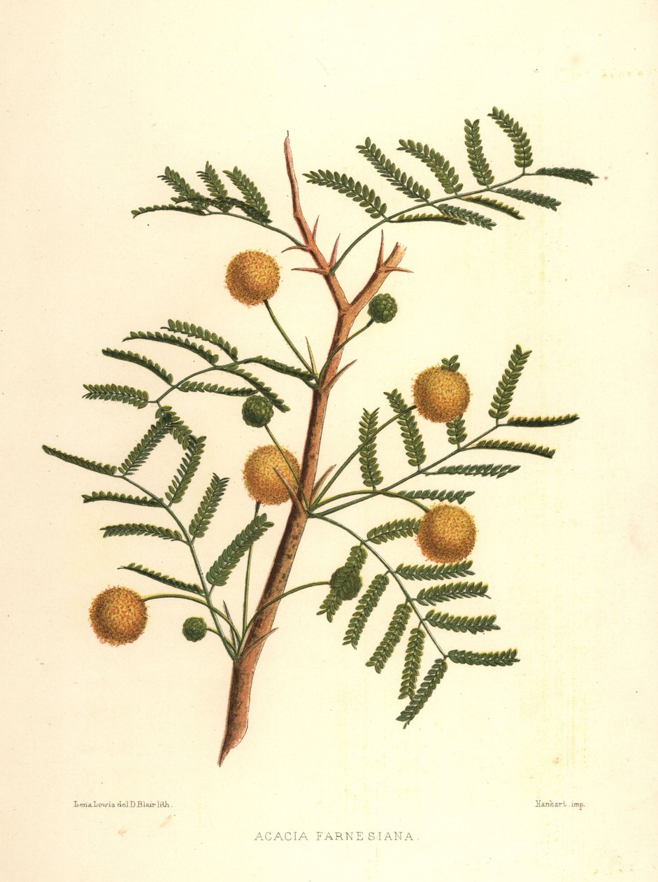 Sweet Acacia or Needle Bush, Acacia Farnesiana by Unknown