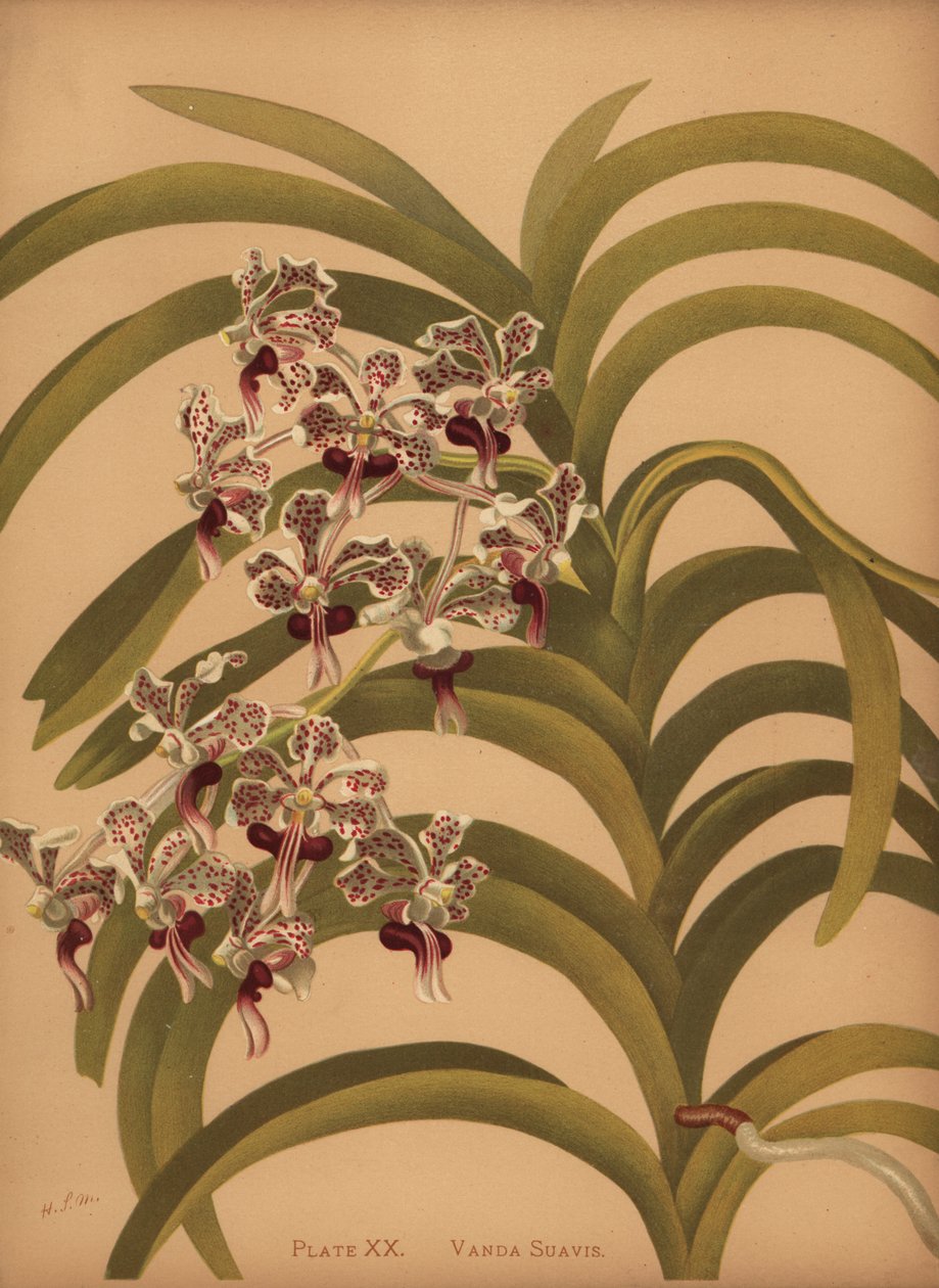 Vanda Tricolor by Unknown