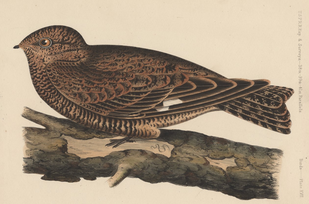 Birds, Plate XVII by American School