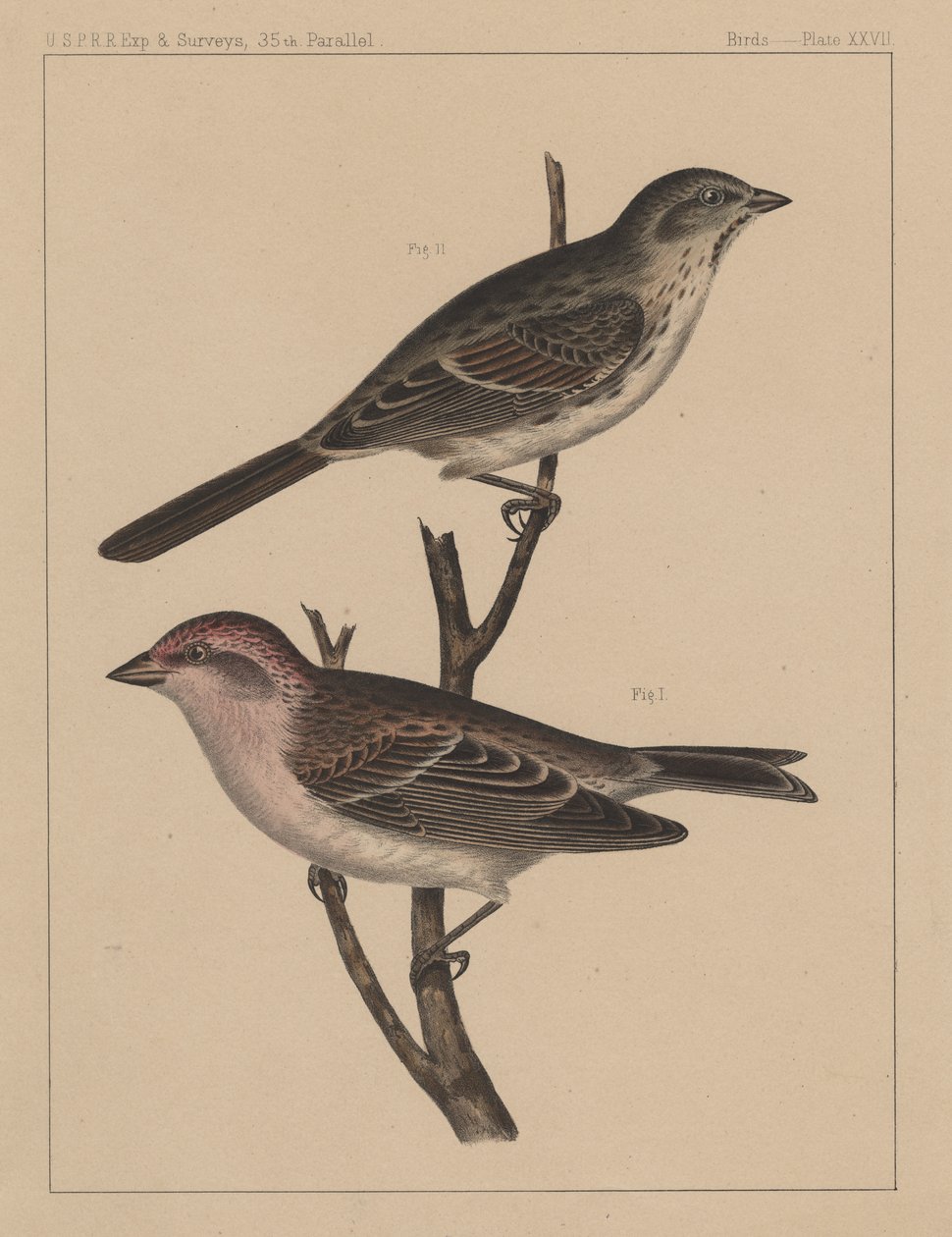 Birds, Plate XXVII by American School