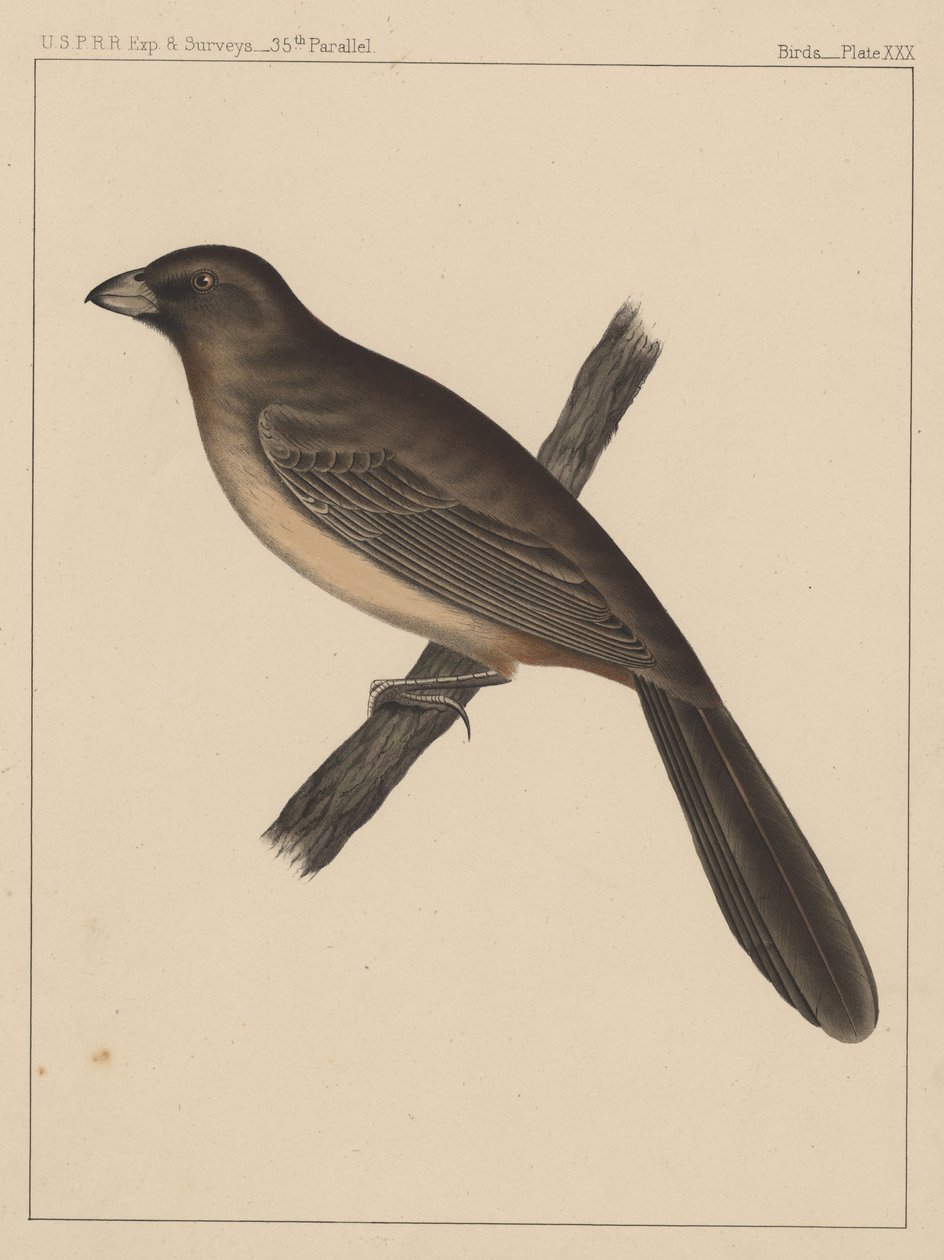 Birds, Plate XXX by American School