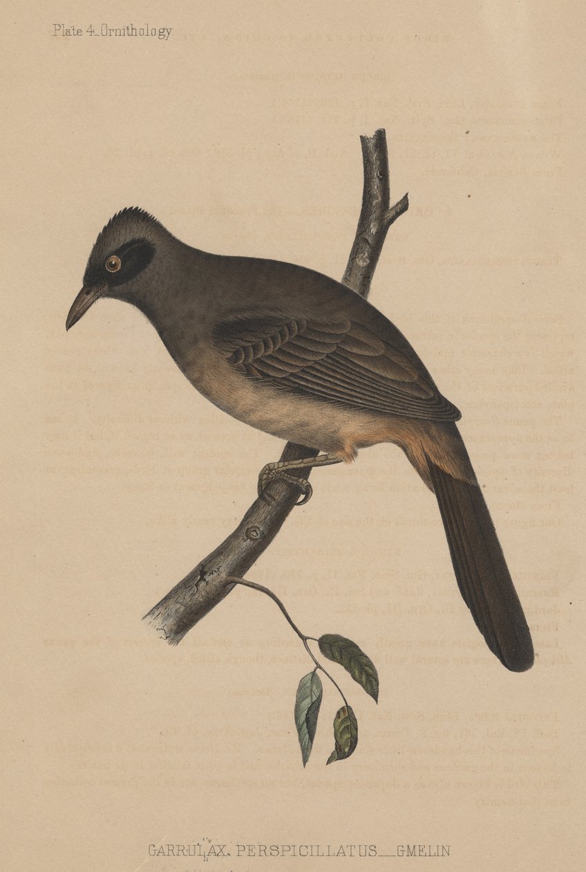 Garrulax Perspicillatus (Gmelin) by American School