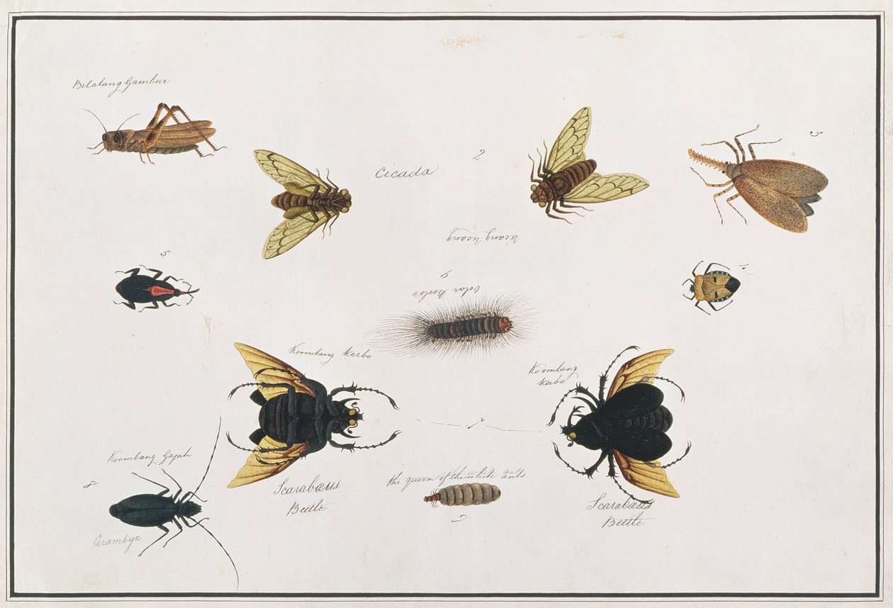 Bilalang Gambur, Cicada, Koombang Kerbo, Koombang Gajah, Scaraboeus Beetle, Ucanucang, from Drawings of Animals, Insects and Reptiles from Malacca by Chinese School